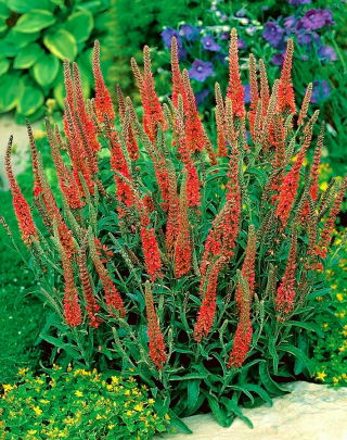 Veronica, Veronique Rouge - Pack XL - 50 pcs