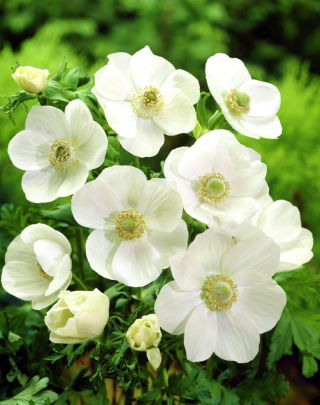 Anemone The Bride - XXL Pack - 80 st