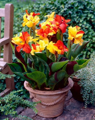 Canna Cleopatra - grand paquet ! - 10 pieces
