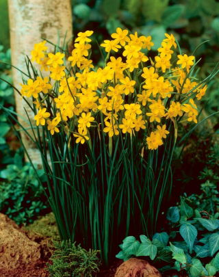 Narcissus Baby Moon - Daffodil Baby Moon - 5 ดวง
