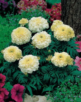 ดอกดาวเรืองเม็กซิกันสีขาวครีมสีขาวขนาดใหญ่ "อัลบาทรอส" - 135 เมล็ด - Tagetes erecta 