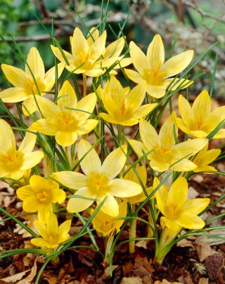 Crocus Saturnus - pacote XXXL - 500 unid.