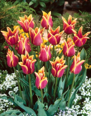 Sonnet tulp - 5 stuks - 