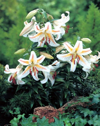 Garden Party dwarf oriental lily