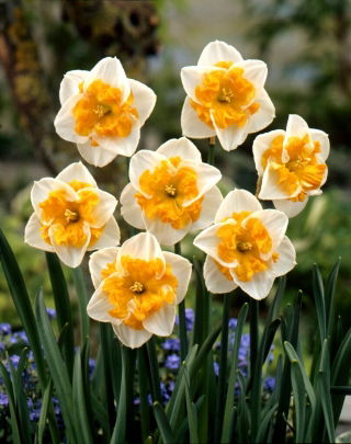 Narciso Love Call - Confezione XL - 50 pz
