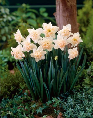 Narciso Palmares - 5 uds
