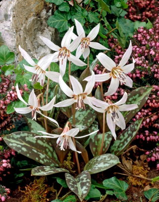 Erythronium Snow Flake - Dog's Tooth Snow Flake -  large package! - 10 pcs