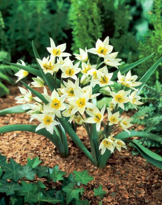 Tulipa Turkestanica - Tulip Turkestanica - XXXL pack  250 pcs