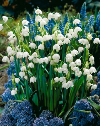 Gravetye Giant Summer Snowflake - XL-Packung - 50 Stück; Loddon-Lilie - 