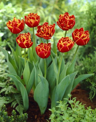 Tulipan Allegretto - XXXL pakiranje 250 kom