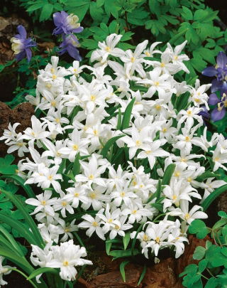 Chionodoxa Luciliae Alba - Lumen Glory Luciliae Alba - XXXL-pakkaus - 500 kpl