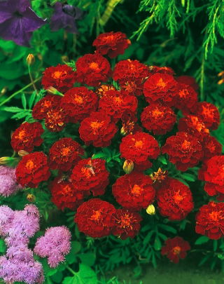 Craitele - Carmen - Tagetes patula - 1 kg - Galben-mahon, cu flori duble - Semințe proaspete