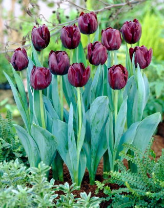 Tulip - Blackjack - 5 pcs