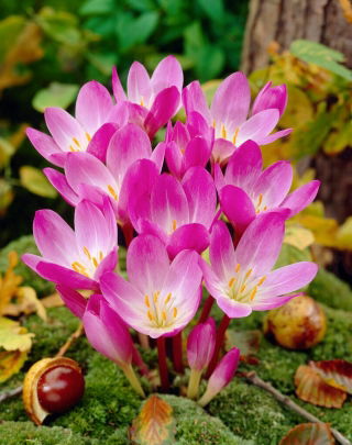 Autumn Crocus - Colchicum speciosum - Large Pack! - 10 pcs