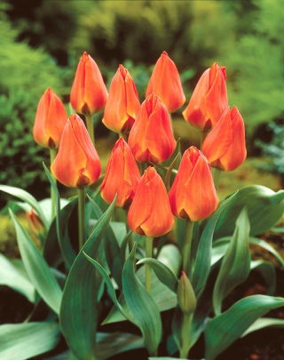Tulip - Orange Elite - GIGA Pack! - 250 pcs