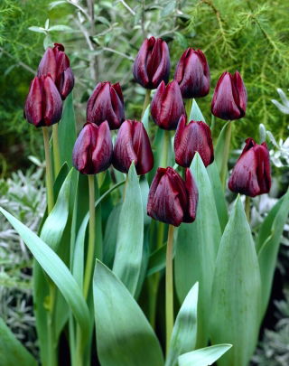 Tulip - Ronaldo - Large Pack! - 50 pcs