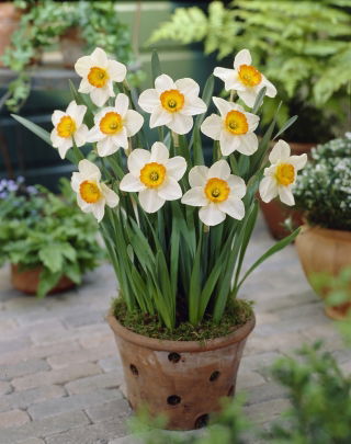 Daffodil - Flower Record - Large Pack! - 50 pcs