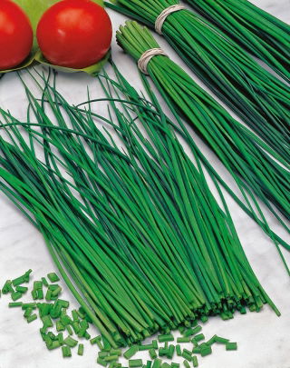 Chives - Pražská - Easy-Care Herb for Multiple Harvests - Fresh Seeds