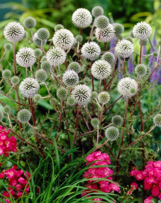 Great Globe Thistle (Echinops sphaerocephalus) 'Arctic Glow' - White - Giga Pack! - 50 pcs.