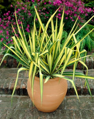 Yucca filamentosa, Ago e filo di Adamo, Erba di seta Carolina „Color Guard” - Confezione gigante - 50 unità