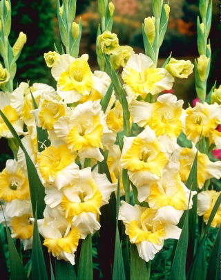 Gladiolus, Gladiole, Schwertblume 'Buggy' - 5 Stk.
