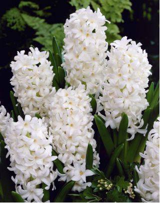 Hyacint - Carnegie - pakket van 3 stuks -  Hyacinthus orientalis