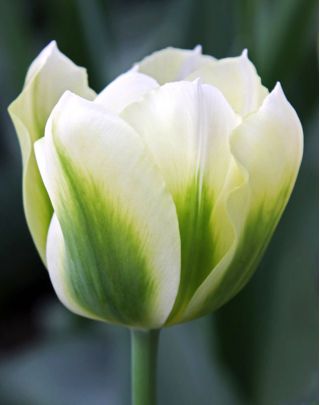 Tulipa Spring Green - Tulip Spring Green - 5 bulbs