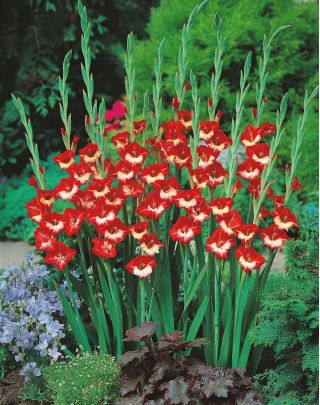 Gladiolsläktet Mademoiselle de Paris - paket med 5 stycken - Gladiolus Mademoiselle de Paris