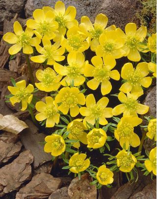 Eranthe d'Hiver - Eranthis cilicica - paquet de 5 pièces