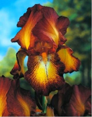 Iris germanica, Deutsche Schwertlilie, Ritter-Schwertlilie, Blaue Schwertlilie, Echte Schwertlilie Bronze