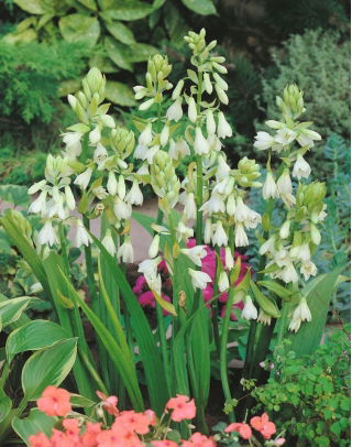 Galtonia Candicans