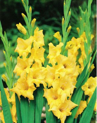 Glaïeuls - mix - paquet de 5 pièces - Gladiolus