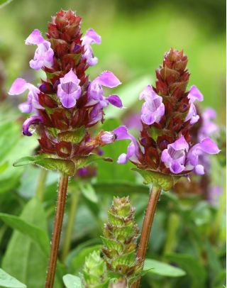 Prunella seeds - Prunella grandiflora - 50 seeds