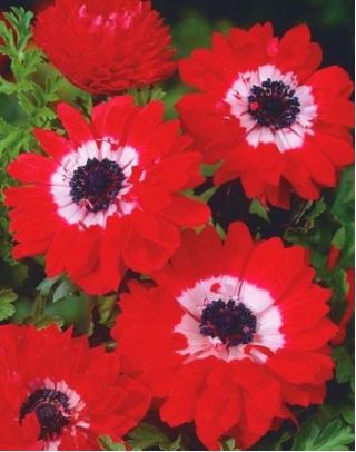 Anemone Guverner - 8 lukovica