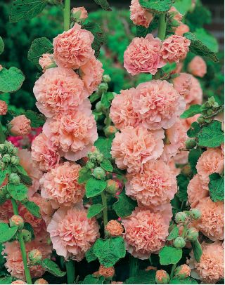 Alcea, Stockrose, Malve Peaches and Dreams