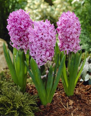 Hyacinthus orientalis - Amethyst - pacchetto di 3 pezzi -  Hyacinthus orientalis