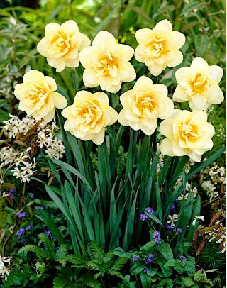 Narcissläktet - Manly - paket med 5 stycken - Narcissus