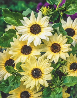 Sunflower Vanilla Ice zaden - Helianthus debilis - Helianthus cucmerifolius ‘Vanille Ice'