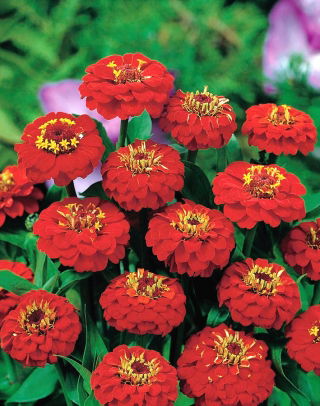 Puikioji gvaizdūnė - Liliput Scarlet Gem - 81 sėklos - Zinnia elegans