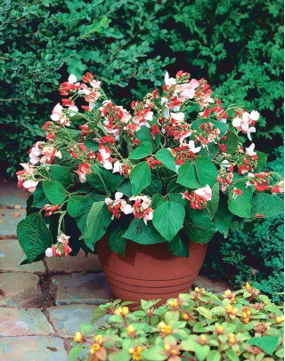 Home Garden - Large-flowered French bean "Hestia" - for indoor and balcony cultivation