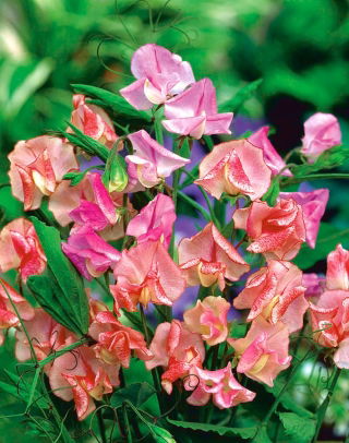 Édes borsó pillangó mix mag - Lathyrus odoratus - 36 mag - magok
