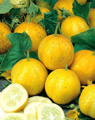 Lemon Cucumber seeds - Cucumis sativus