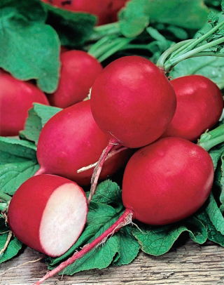 Radish "Riesen von Aspern" - round, red roots - 425 seeds