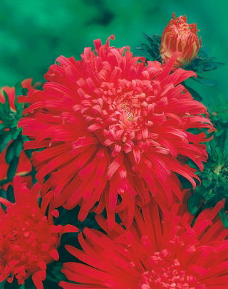 Callistèphe de Chine à fleurs de chrysanthème rouge "Flame" - 500 graines - Callistephus chinensis