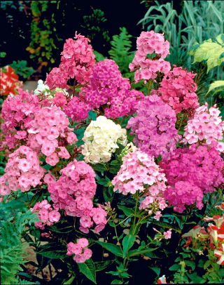 Phlox di caduta, phlox del giardino, phlox perenne, phlox di estate - 100 semi - Phlox paniculata