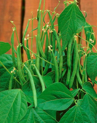 Dwarf, green French bean "Mascotte" - ideal for balconies and terraces