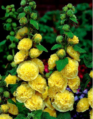 Alcea, Stockrose, Malve Yellow
