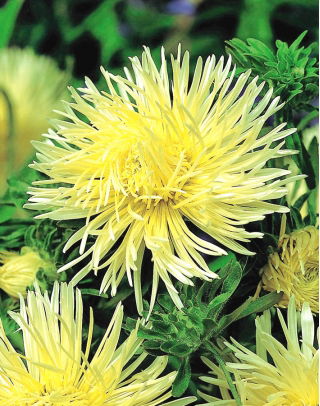 Callistephus chinensis - Nel - semi