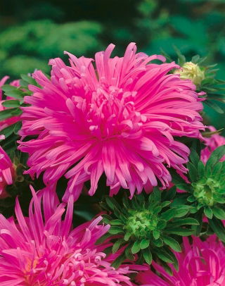 Callistephus chinensis - Pola - 450 zaden - roze