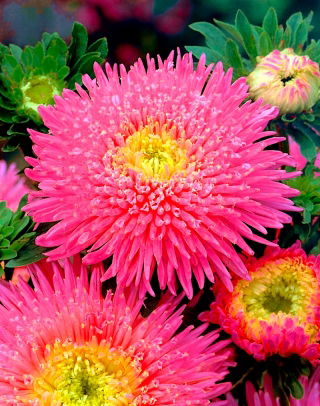 Princess aster "Connie" - pink, tall variety - 450 seeds
